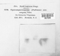 Gymnosporangium juniperi-virginianae image